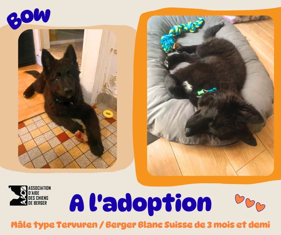 Bow,  puppy Belgian Tervuren for adoption at Association d