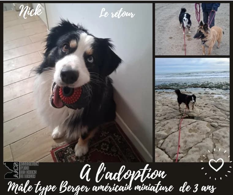 Nick,  mixed breed for adoption at Association d