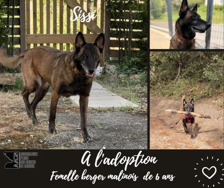 Sissi,  Belgian Malinois for adoption at Association d
