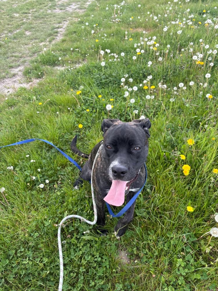 Willow, Mixed Breed (A.I.M.A.A. - Refuge d)