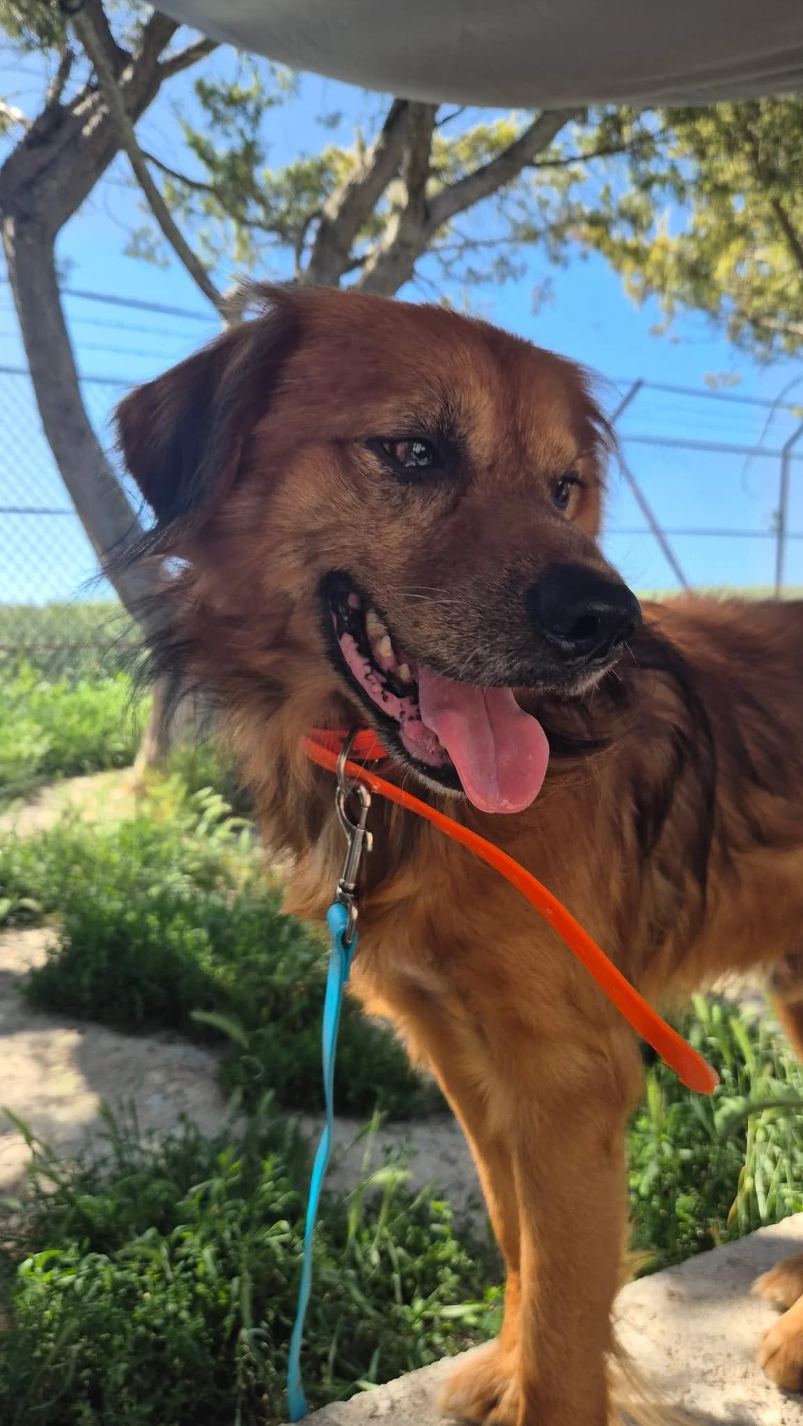 Willow, male Mixed Breed for adoption at A.I.M.A.A. - Refuge d, Épernay cedex