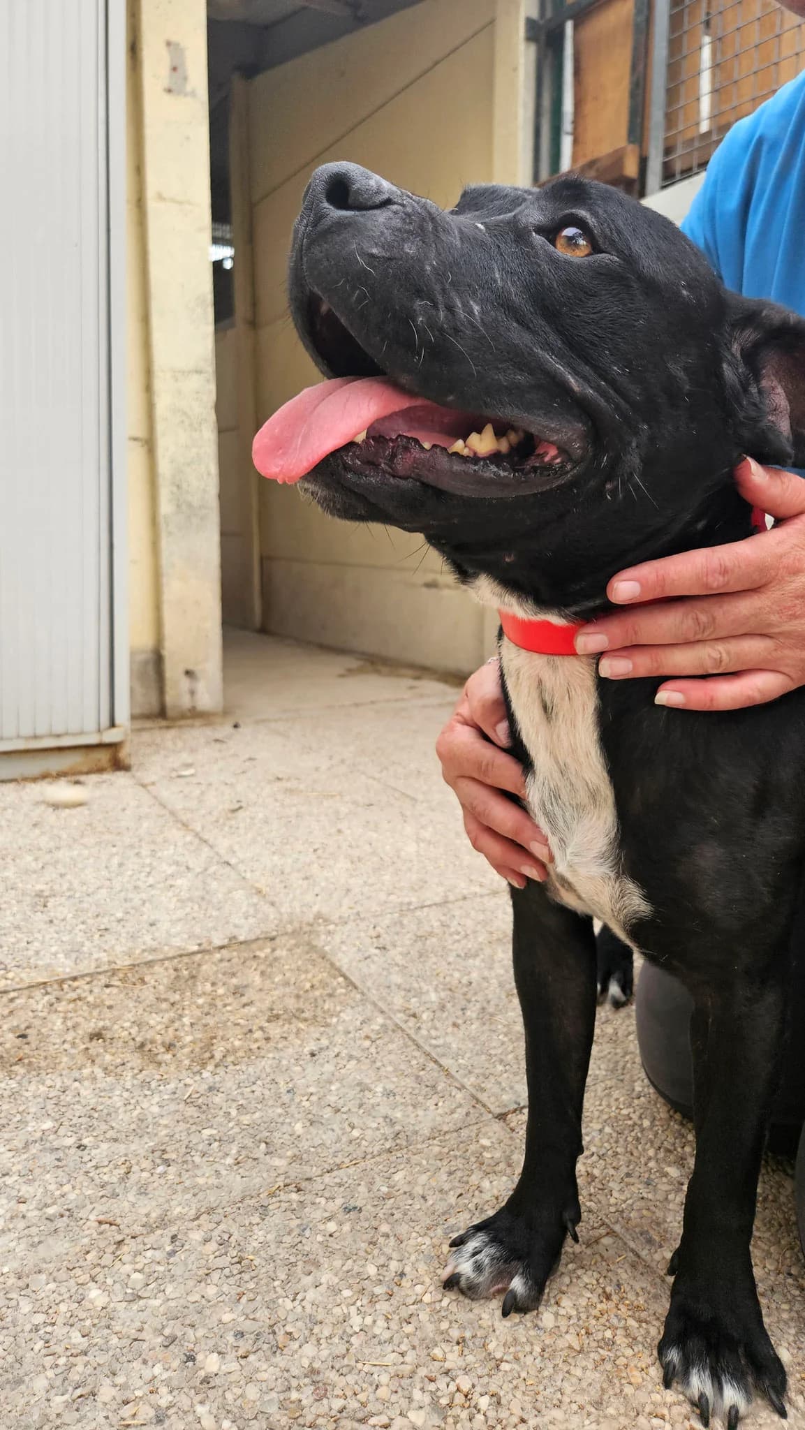 Zirka, female 4yo Mixed Breed for adoption at A.I.M.A.A. - Refuge d, Épernay cedex