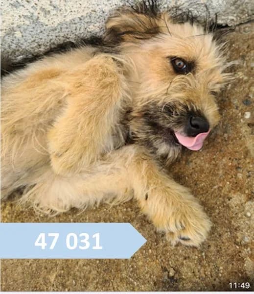 Mosquito,  Mixed Breed for adoption at Alerte SOS Adoption, Paris