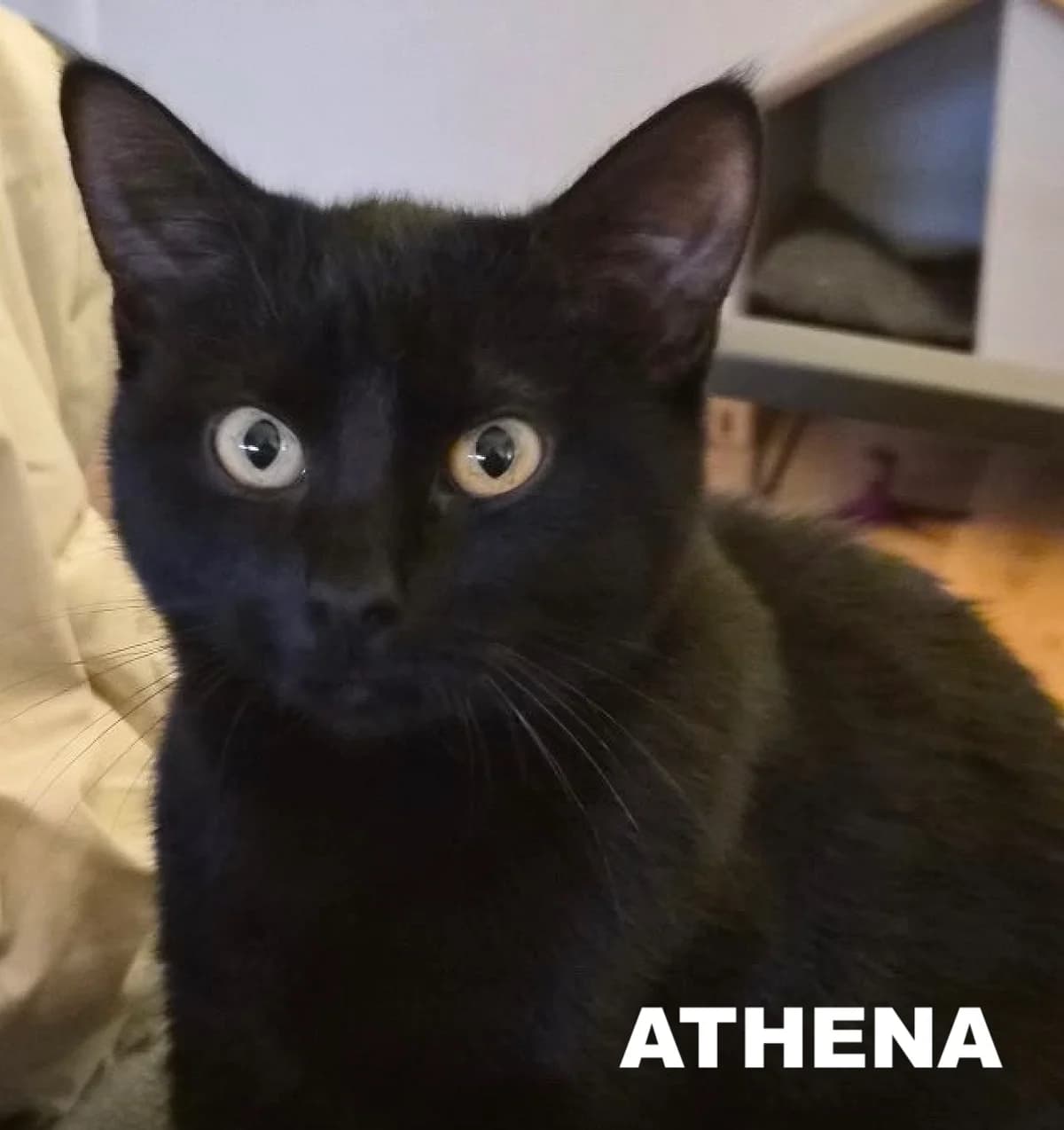 ATHENA, female young Mixed Breed for adoption at Alerte SOS Adoption, Paris