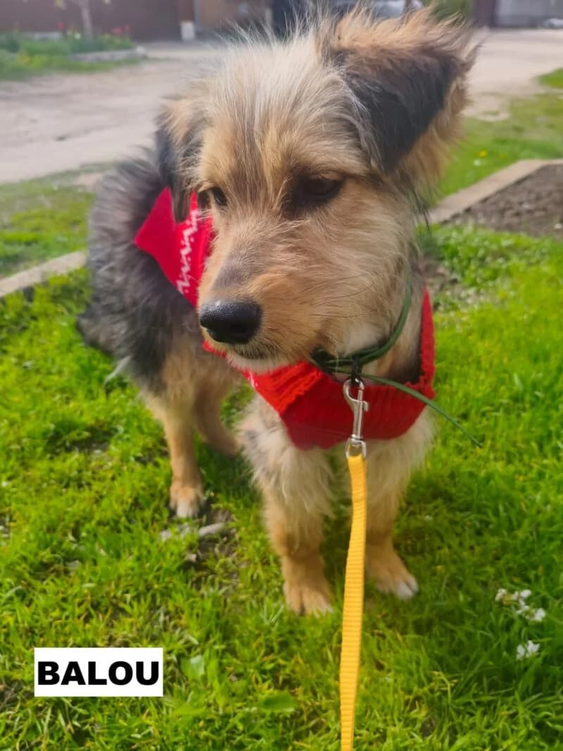 BALOU – URGENT, male young Mixed Breed for adoption at Alerte SOS Adoption, Paris