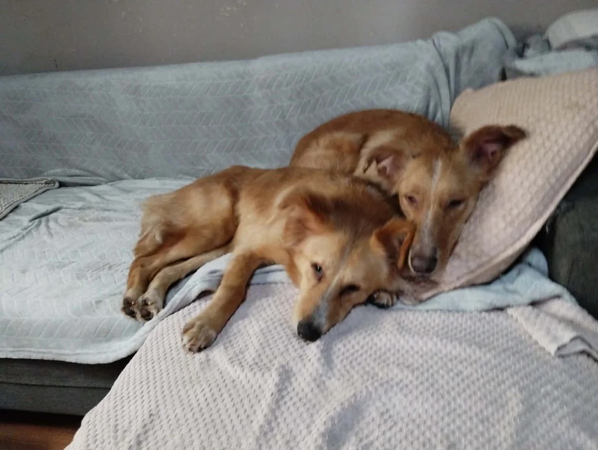 Cafeetcreme,  puppy mixed breed for adoption at Alvia La Voix Des Animaux