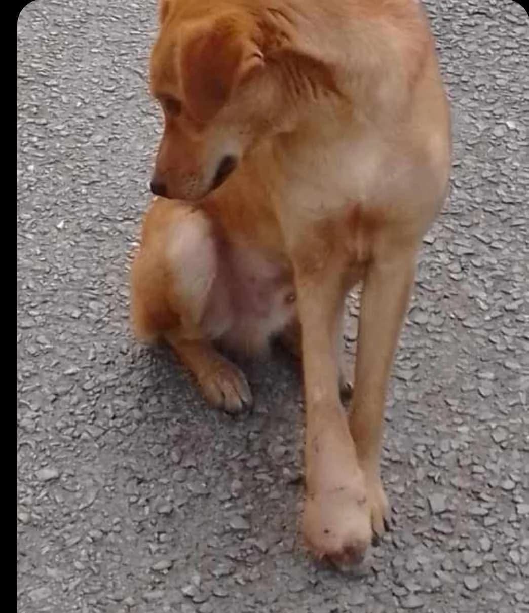 Marley, male young Labrador Retriever for adoption at Alvia La Voix Des Animaux