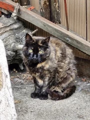 Ambre, female Mixed Breed for adoption at Amis Chats