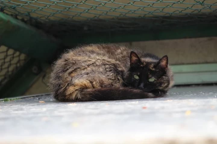 Ambre, female Mixed Breed for adoption at Amis Chats — photo 2 of 2