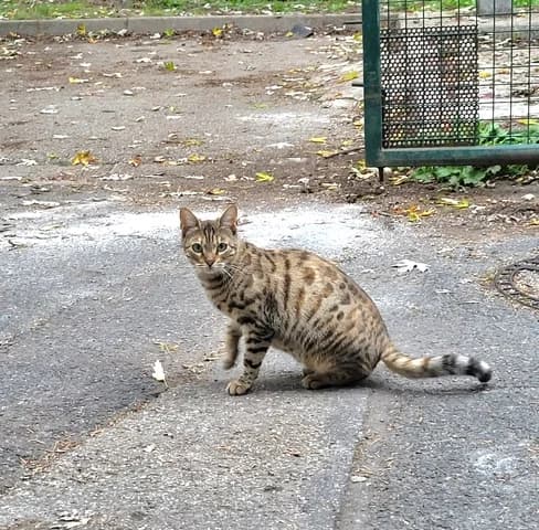 April, female Mixed Breed for adoption at Amis Chats