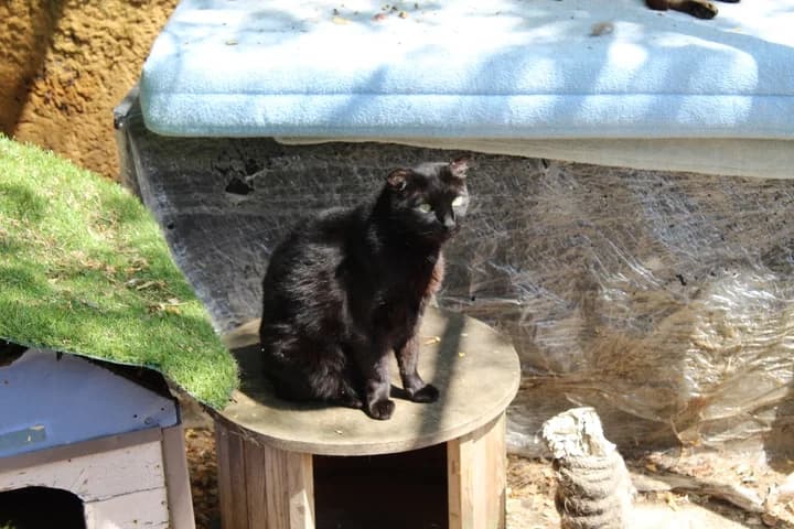 Ariane, female Mixed Breed for adoption at Amis Chats