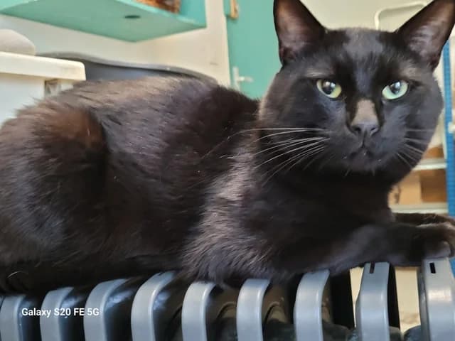 Boubou, male Mixed Breed for adoption at Amis Chats