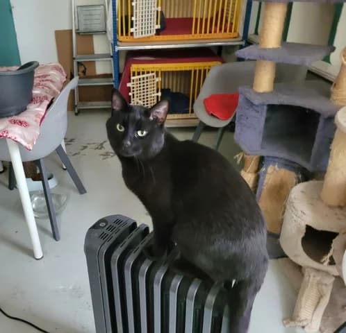 Boubou, male Mixed Breed for adoption at Amis Chats — photo 2 of 2