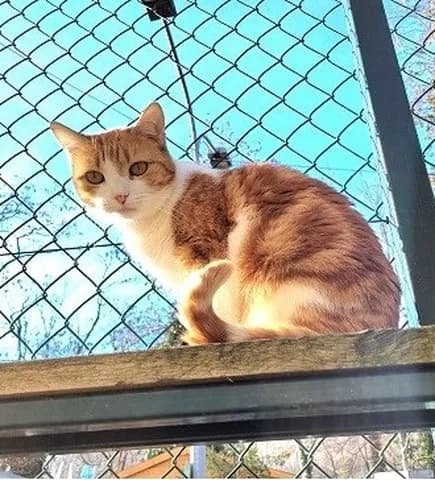 Camille, female Mixed Breed for adoption at Amis Chats