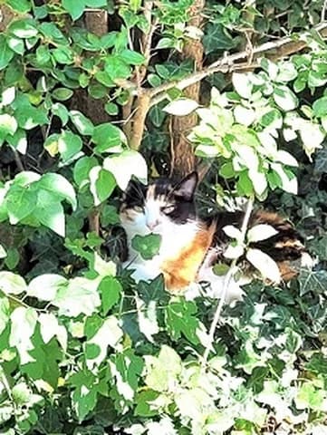 Carole, female Mixed Breed for adoption at Amis Chats