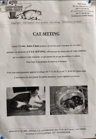 CAT SITTING, male Mixed Breed for adoption at Amis Chats, Saint-Étienne