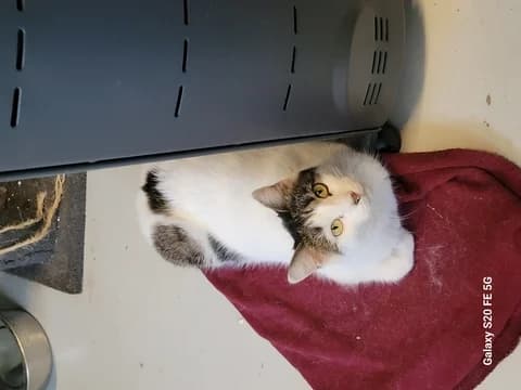 Dubaï, female Mixed Breed for adoption at Amis Chats — photo 2 of 2