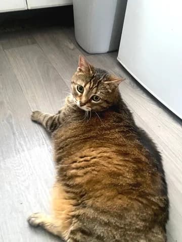 GROSSE MINETTE, female Mixed Breed for adoption at Amis Chats, Saint-Étienne