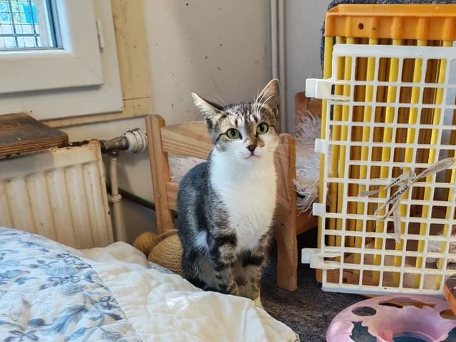 GUEZZIE, female 4yo Mixed Breed for adoption at Amis Chats, Saint-Étienne