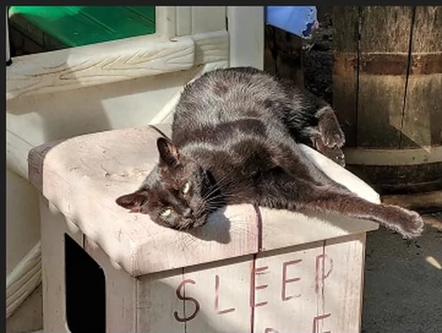 Igor, male Mixed Breed for adoption at Amis Chats