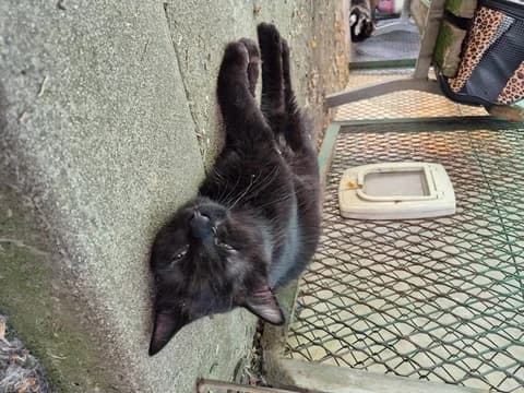 Igor, male Mixed Breed for adoption at Amis Chats — photo 2 of 2