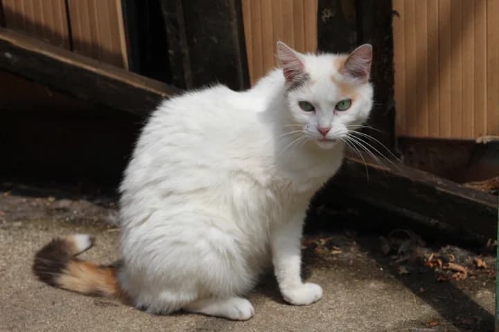 Lilly, female Mixed Breed for adoption at Amis Chats