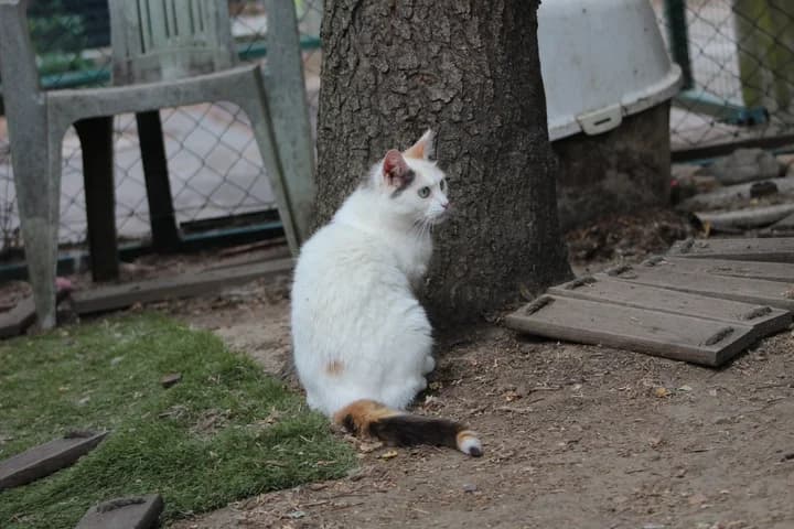 Lilly, female Mixed Breed for adoption at Amis Chats — photo 2 of 5