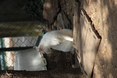 Lilly, female Mixed Breed for adoption at Amis Chats — photo 3 of 5