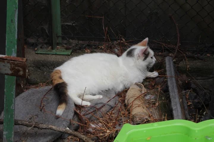 Lilly, female Mixed Breed for adoption at Amis Chats — photo 4 of 5