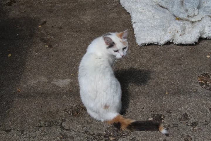 Lilly, female Mixed Breed for adoption at Amis Chats — photo 5 of 5