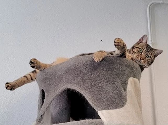 Mégane, female Mixed Breed for adoption at Amis Chats