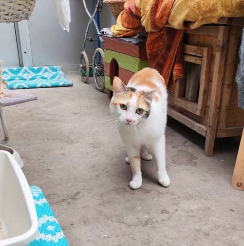 MIMI, female 4yo Mixed Breed for adoption at Amis Chats, Saint-Étienne
