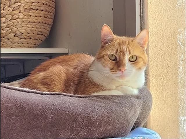 Morgan, male Mixed Breed for adoption at Amis Chats