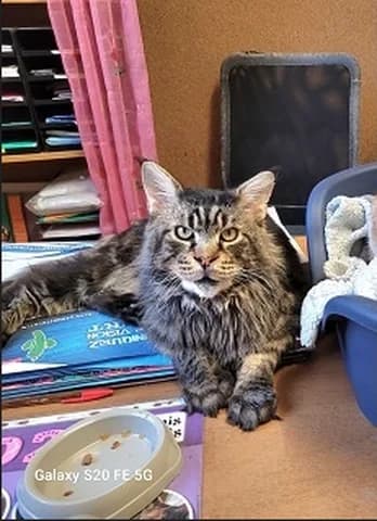 O’Malley, male Mixed Breed for adoption at Amis Chats