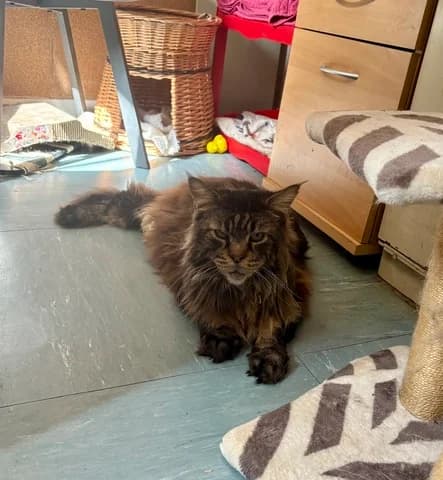 O’Malley, male Mixed Breed for adoption at Amis Chats — photo 2 of 3