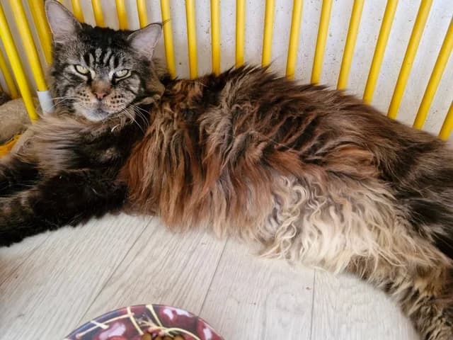 O’Malley, male Mixed Breed for adoption at Amis Chats — photo 3 of 3