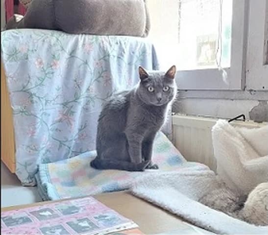 Osiris, male Mixed Breed for adoption at Amis Chats