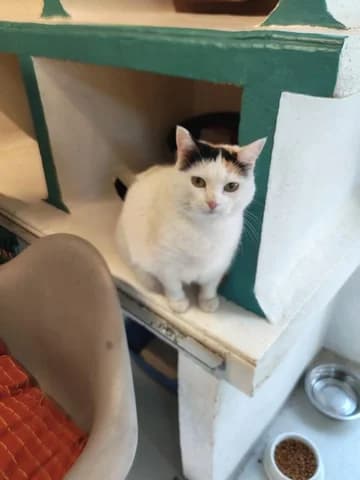 PIN-UP, female senior Mixed Breed for adoption at Amis Chats, Saint-Étienne