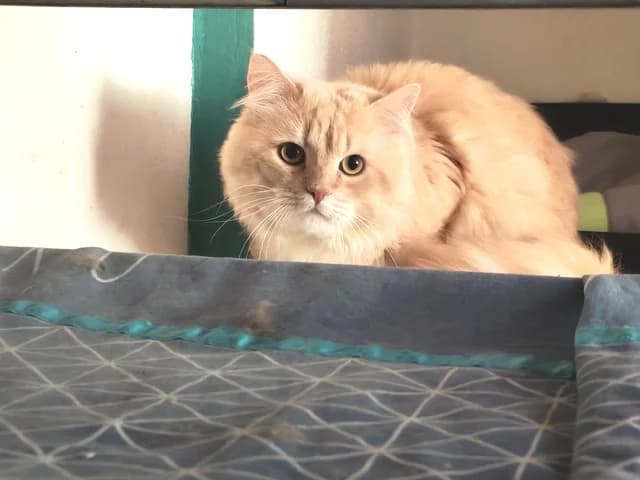 PLUME, male Mixed Breed for adoption at Amis Chats, Saint-Étienne