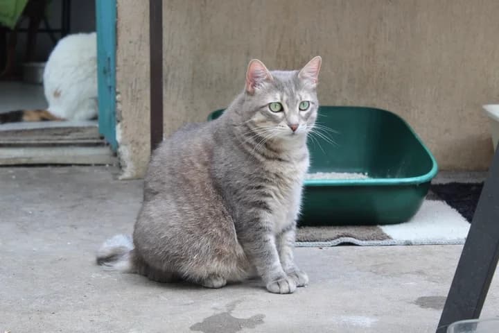 Poppy, female Mixed Breed for adoption at Amis Chats