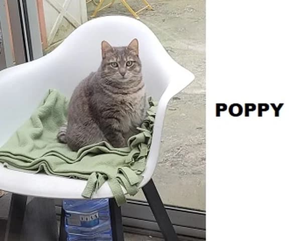 Poppy, female Mixed Breed for adoption at Amis Chats — photo 2 of 3