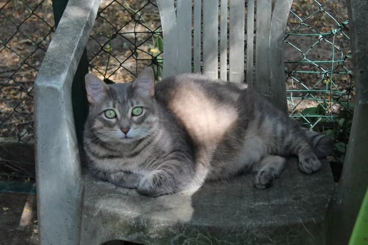 Poppy, female Mixed Breed for adoption at Amis Chats — photo 3 of 3