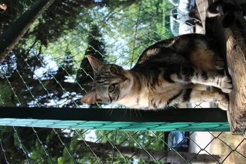 Rasta, male Mixed Breed for adoption at Amis Chats