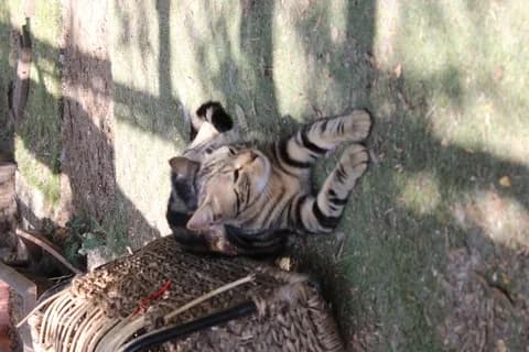 Rasta, male Mixed Breed for adoption at Amis Chats — photo 2 of 4