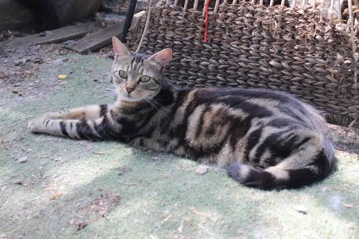 Rasta, male Mixed Breed for adoption at Amis Chats — photo 4 of 4