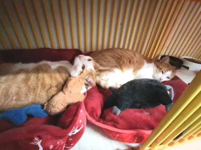 ROXY ET JAZZY, male 7yo Mixed Breed for adoption at Amis Chats, Saint-Étienne