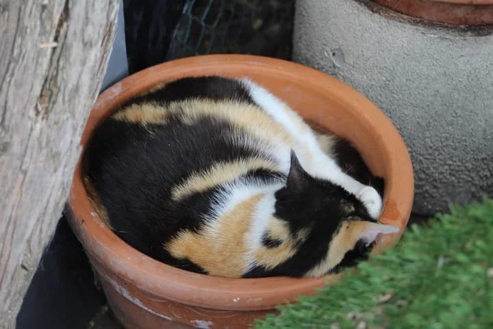 Salomé, female Mixed Breed for adoption at Amis Chats — photo 2 of 2