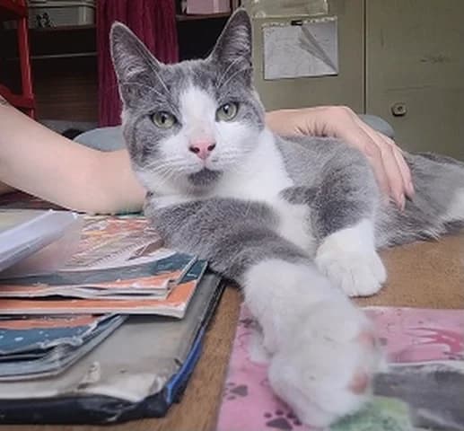 Sirius, male Mixed Breed for adoption at Amis Chats