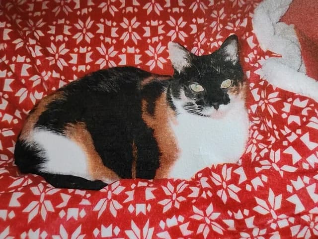 SHONA, female Mixed Breed for adoption at Amis Chats