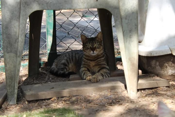 Spicy, female Mixed Breed for adoption at Amis Chats